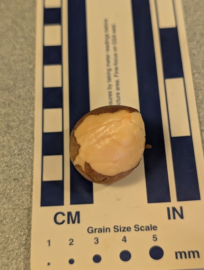 (photo taken October 13, 2025)