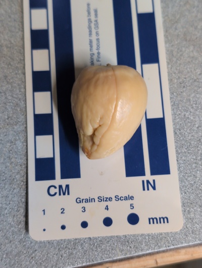 (photo taken October 13, 2025)