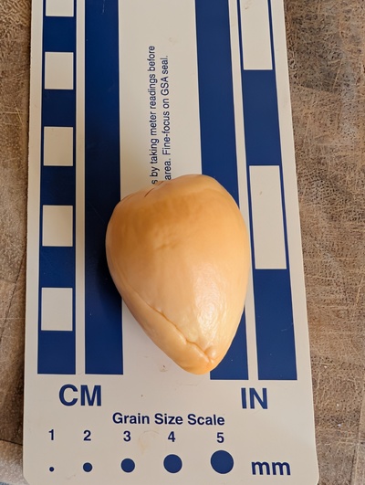 (photo taken October 14, 2025)