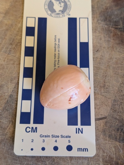 (photo taken October 14, 2025)