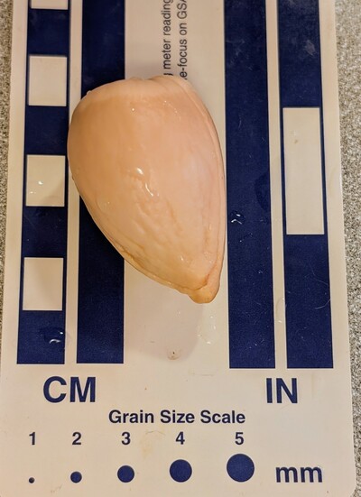 (October 15, 2025) Photo -- Just a photo of the seed