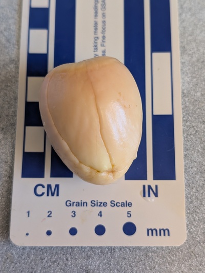 (photo taken October 16, 2025)