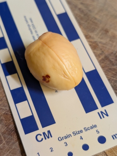 (photo taken October 20, 2025)