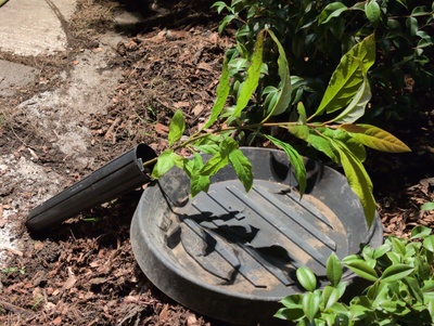 (October 23, 2025) Update -- Big! Looks a little hungry.