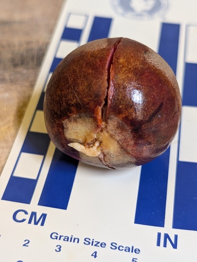 (photo taken October 27, 2025)