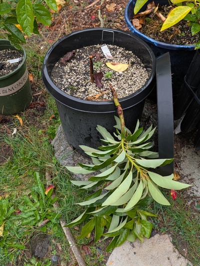 (October 27, 2025) Wind damage -- The stem snapped off below the graft during the recent wind storm. 