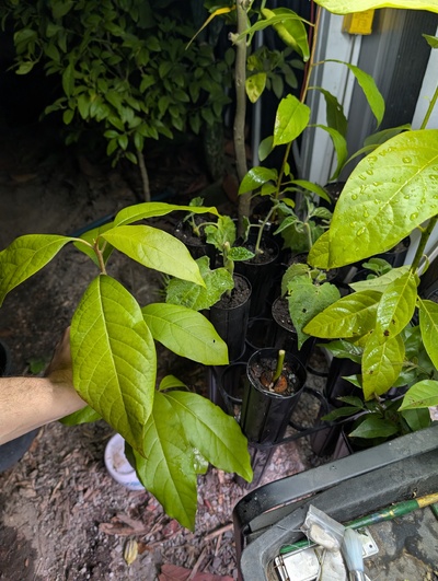 (October 30, 2025) Grafted -- Grafted with Anise today. Photo shows the removed cutting before the graft.