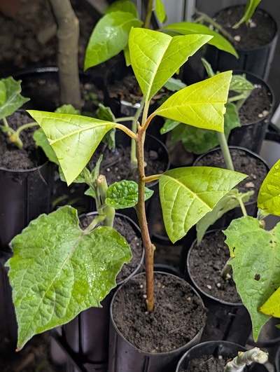 (photo taken October 30, 2025)