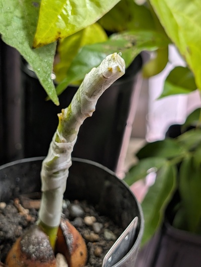 (October 30, 2025) Update -- After the only graft of this variety snapped off in the wind, scions were taken to graft on some new rootstocks.