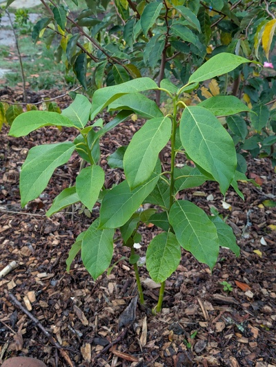 (October 30, 2025) Update -- Seems to be dormant for winter now.