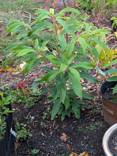 (October 30, 2025) Update -- Reached a large size, still appears to be growing.