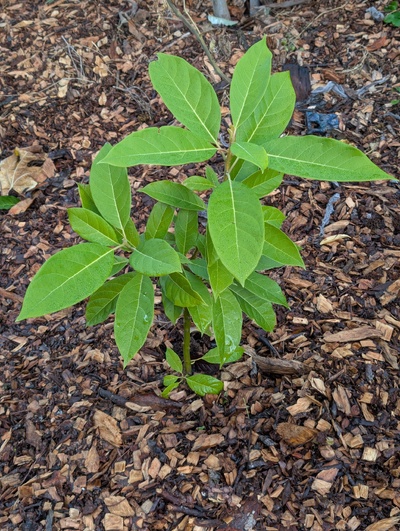 (October 30, 2025) Update -- Looks OK though it's not been very vigorous.