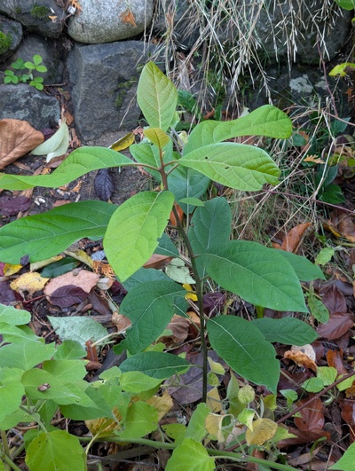 (October 30, 2025) Not dead -- Prematurely marked this one dead. 