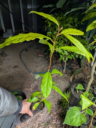 (October 31, 2025) Update -- About to graft with Anise.