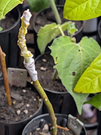 (photo taken October 31, 2025)