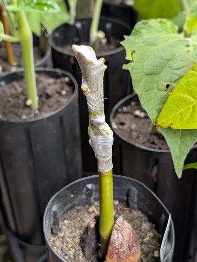 (photo taken October 31, 2025)