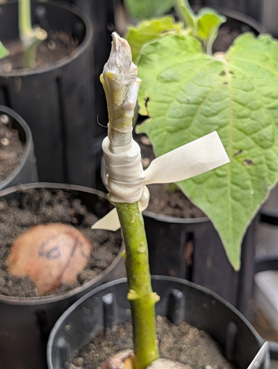 (photo taken November 3, 2025)