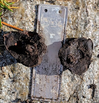 (November 7, 2025) Dead -- Either never germinated or rotted soon thereafter.