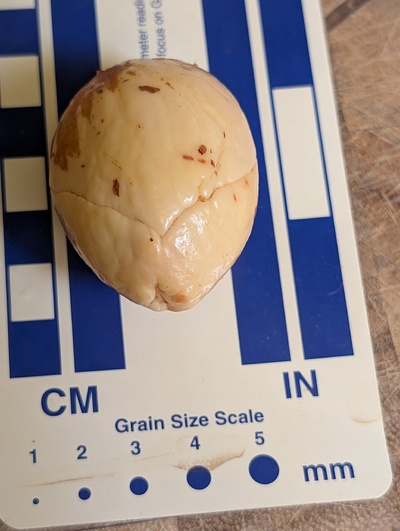 (photo taken November 9, 2025)