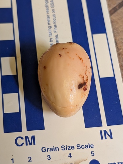 (photo taken November 9, 2025)