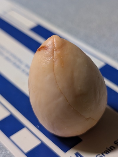 (photo taken November 18, 2025)