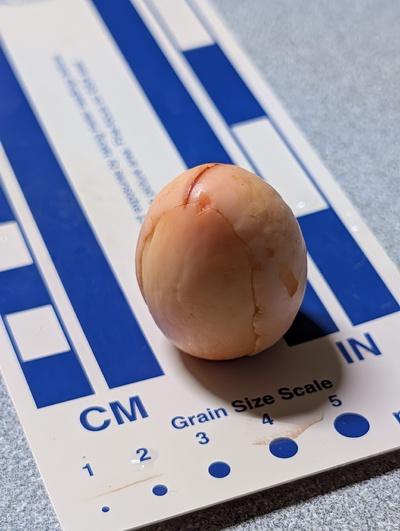 (photo taken November 18, 2025)