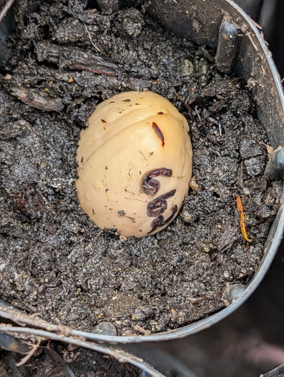 (November 18, 2025) Potted -- Went in a pot last night.