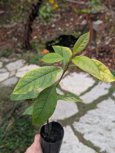 (November 24, 2025) Update -- Looks a little sickly and has a dead spot on the trunk, but might be bouncing back from whatever it was.