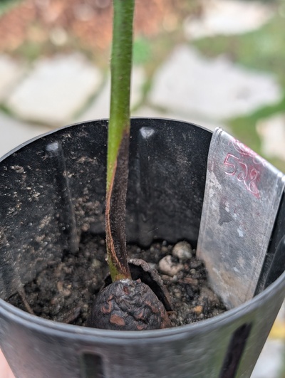 (photo taken November 24, 2025)