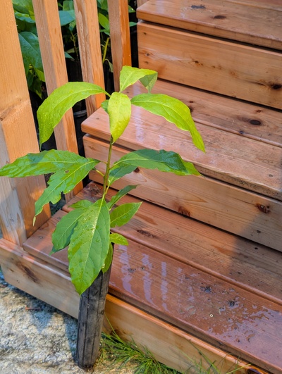 (November 26, 2025) Update -- Considering planting this one myself.