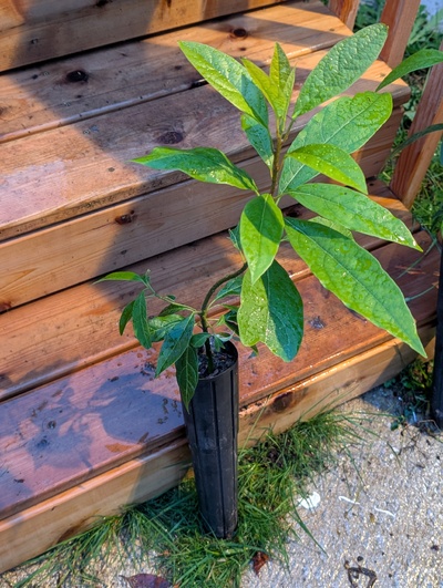 (November 26, 2025) Update -- Stretchy second flush but seems overall healthy