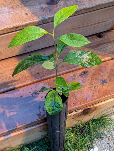 (November 26, 2025) Update -- Looks like some kind of damage occurred when it was small but seems to have recovered.