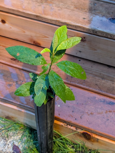 (November 26, 2025) Update -- Looks ok