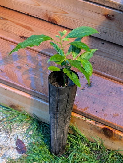 (November 26, 2025) Update  -- Smol