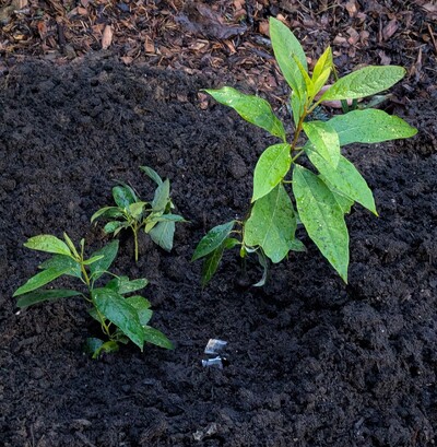 (November 26, 2025) Planted -- It just went in the ground as one of three Lakshmi seedlings sharing a single hole.