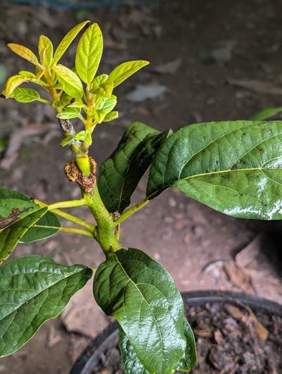 (November 26, 2025) Update -- I'm starting to suspect that this seedling may just be averse to being grafted. The callus has become gnarly, the graft has stalled and is pale, and the roots keep sending up strong shoots from below ground that I've been removing. I've added a thick layer of rich potting mix below the existing root ball, and brought it into the greenhouse to encourage more growth.