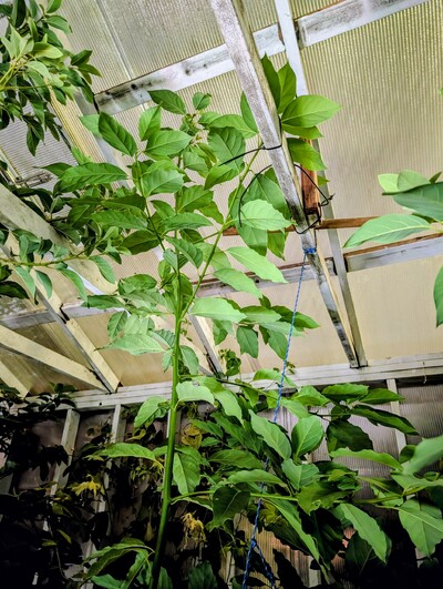 (November 26, 2025) Prince update -- Prince has grown right into the ceiling.