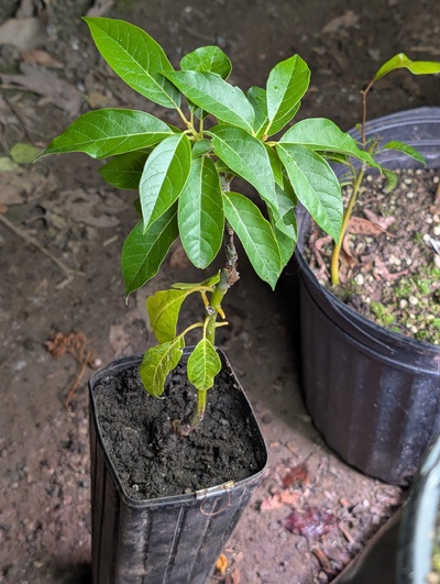 (November 26, 2025) Update -- The graft seems healthy, but did not grow much this season. I potted it up from the deepot to a tall one treepot, and brought it into the greenhouse to encourage growth of the graft.