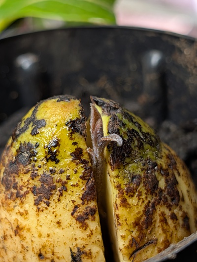 (November 26, 2025) Update -- Just a photo update