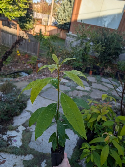 (November 30, 2025) Photo -- Just a photo to show the whole thing