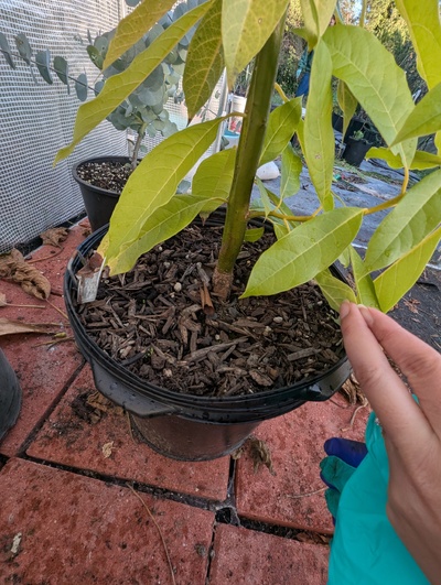 (December 1, 2025) pre-winter report -- Tree still in original pot. Left outside since it was brought home. Water as necessary. Fertilized with fish emulsion (agrothrive) 4 times throughout the growing season. Lots of growth and leaves. Trunk is definitely thicker. Plant is currently in an unheated greenhouse. Was put in since beginning of November 2025.