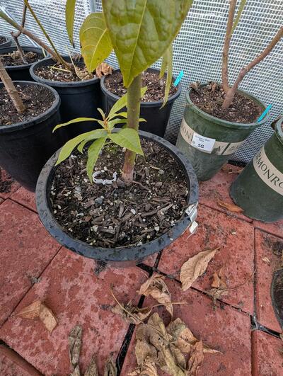 (December 1, 2025) pre-winter report -- Lots of leaves still on tree but it does look paler. Applied wood chips on top.