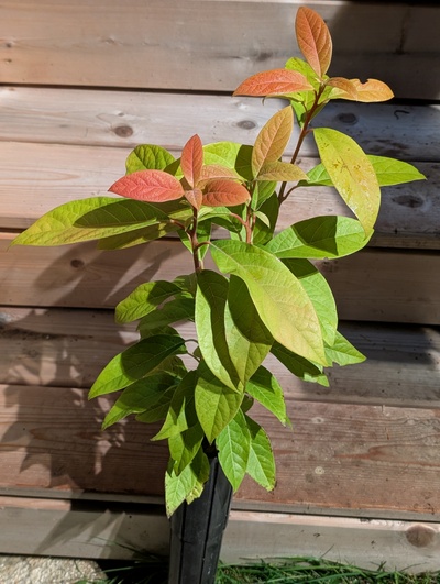 (December 1, 2025) Update -- Still pretty stunning color on these new leaves