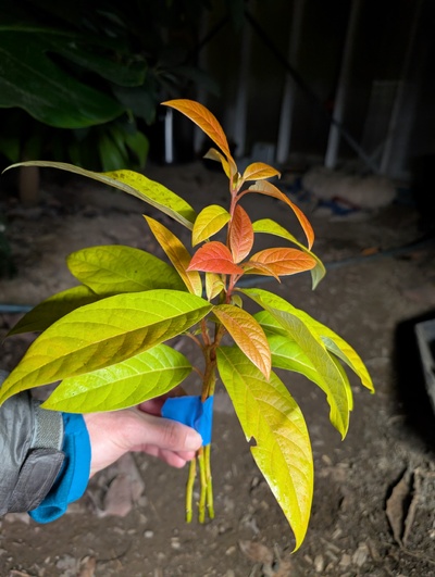 (photo taken December 1, 2025)