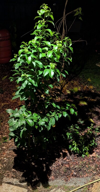 (December 2, 2025) Update -- Not even a hint of damage from 30.7°F a couple nights ago.