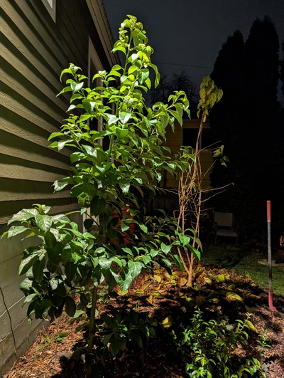 (December 2, 2025) Photo -- Just another photo angle, this from about chest height near the tree