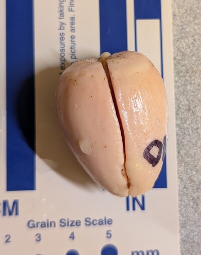 (December 4, 2025) Planted  -- Photo was just before planting in the starter pot.