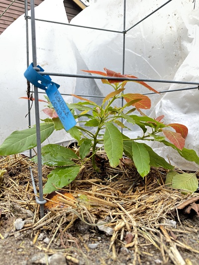 (photo taken December 4, 2025)