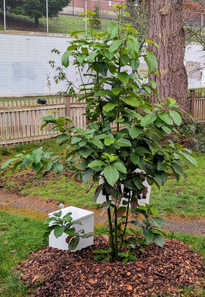 (December 5, 2025) Update -- No hint of damage from the first mild freezes (30.7°F low).