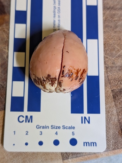 (December 9, 2025) Update -- About to plant in the starter pot.